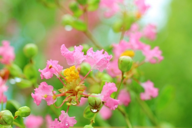 サルスベリの花