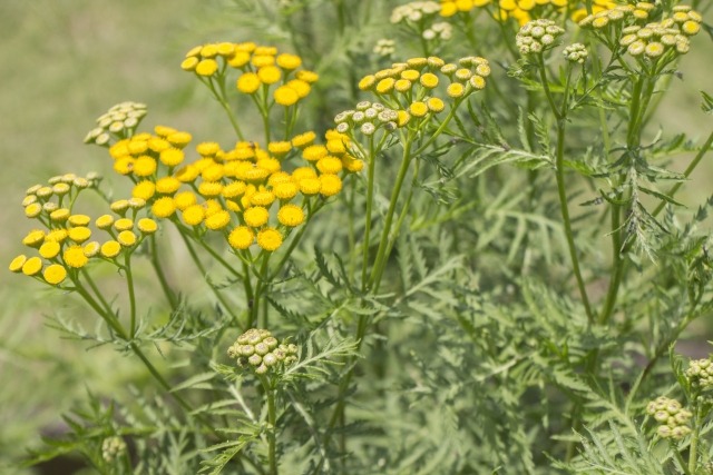 タンジーの花