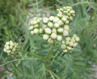 アリが嫌いな植物というのは本当 タンジーの効果と育て方 楽して楽しむガーデニング