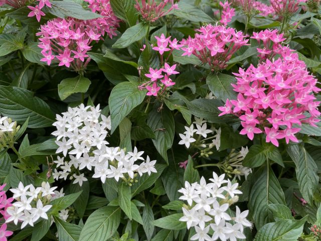 ペンタスの花