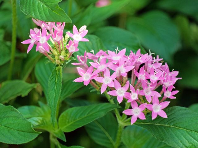 ペンタスのピンクの花