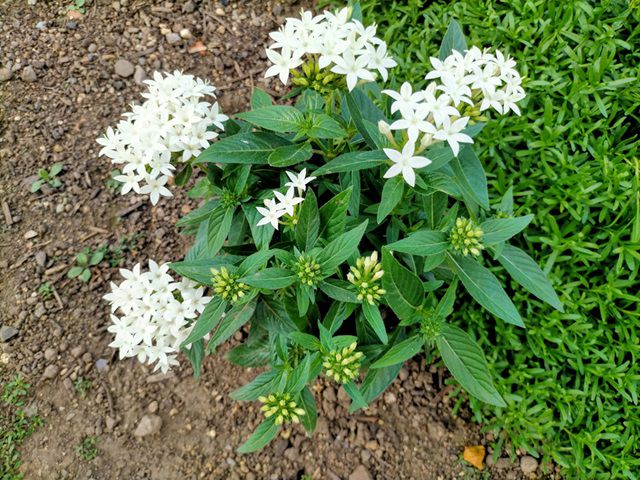 ペンタスの花