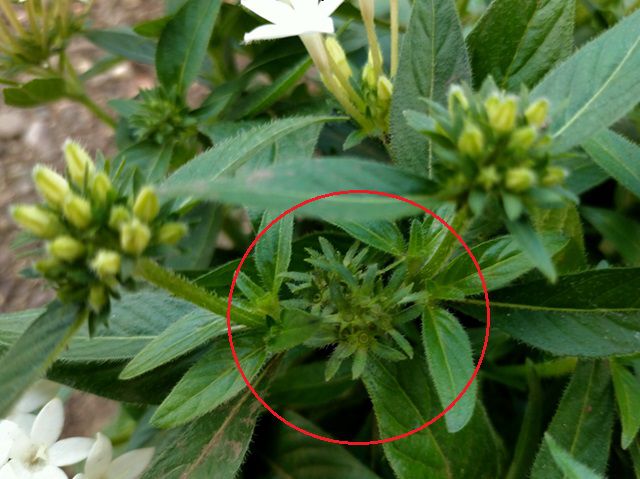 ペンタスの花が落ちたあと