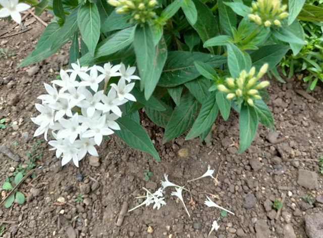 ペンタスの花がら