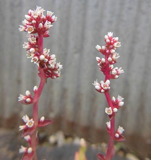 アカオニジョウの花