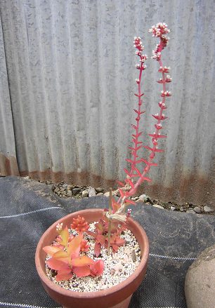アカオニジョウの花茎