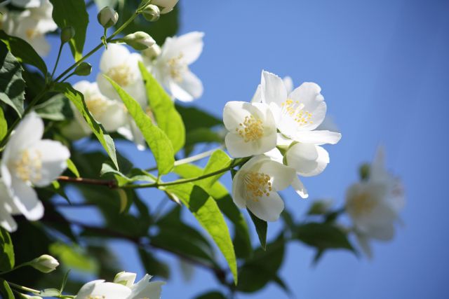 庭木の花が咲かない３つの理由と対処法 楽して楽しむガーデニング