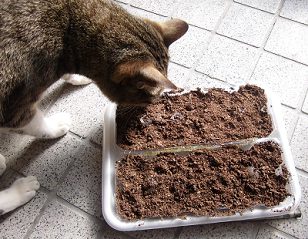 マンリョウの実を植える