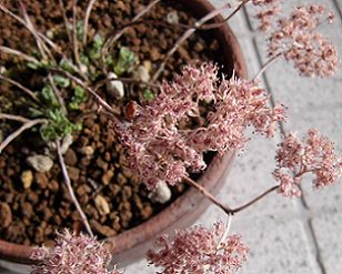 ドライフラワー化したミセバヤの花