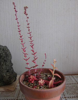 多肉植物の鉢植え