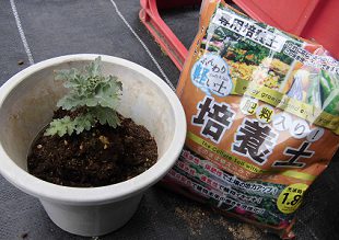 二度咲き菊の鉢植え