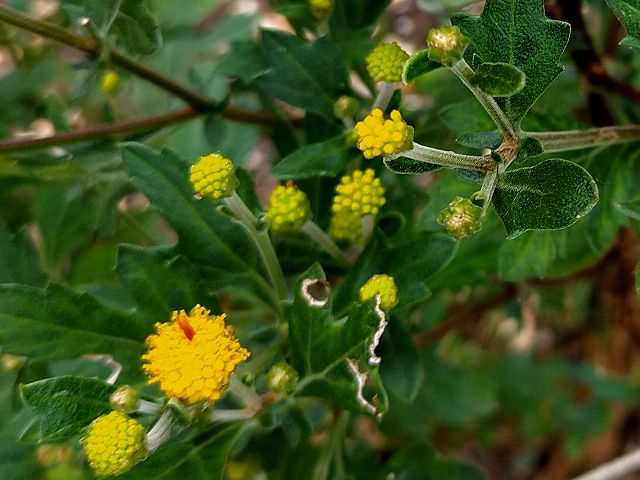 お盆咲き小菊