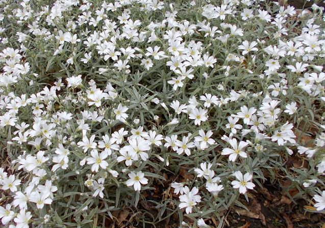 セラスチューム（夏雪草）の花