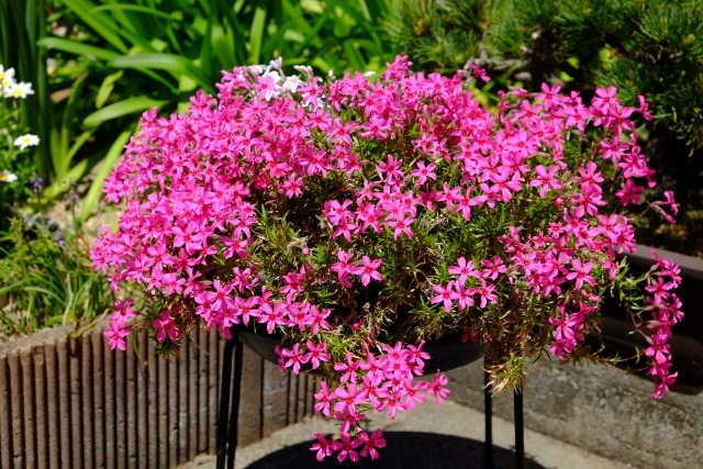 鉢植えの芝桜