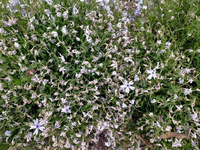 シバザクラの花後