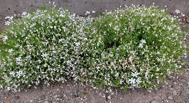 シバザクラの花後