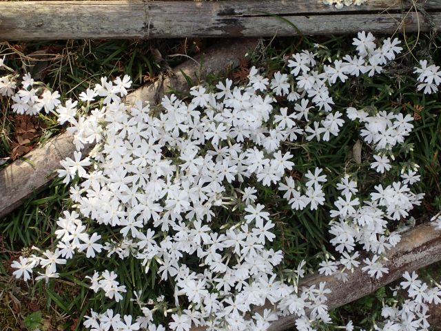 シバザクラ 芝桜 の育て方 苗の植え付け間隔や花後の手入れ方法は 楽して楽しむガーデニング