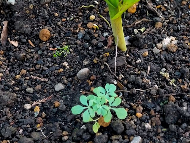 こぼれ種から発芽したネコよらず