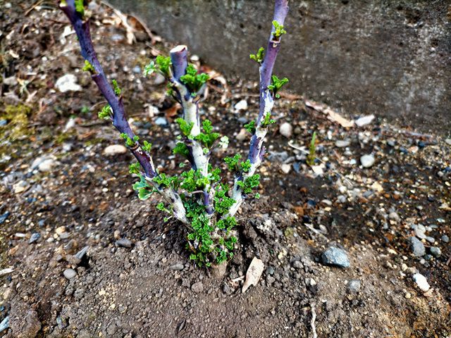 ヘンルーダの芽吹き