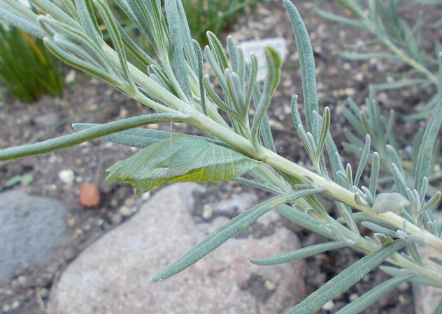 ラベンダーの茎でサナギになったアゲハチョウの幼虫