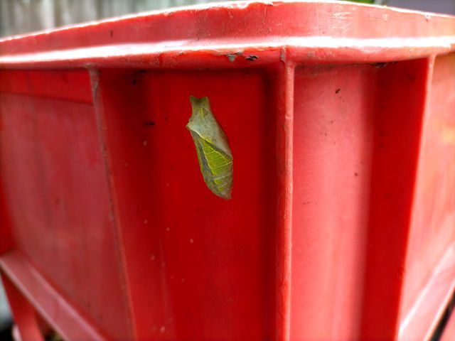 アゲハチョウのサナギ