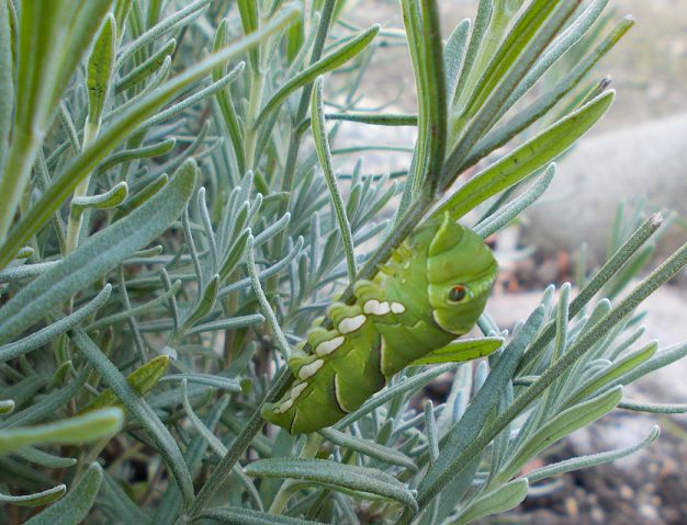 ラベンダーの茎にいたアゲハチョウの幼虫