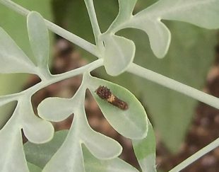 ヘンルーダについた幼虫