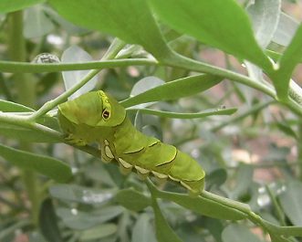 チョウの幼虫