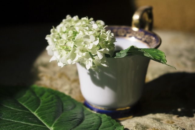 夏の切り花を長持ちさせる方法 裏ワザはある 楽して楽しむガーデニング