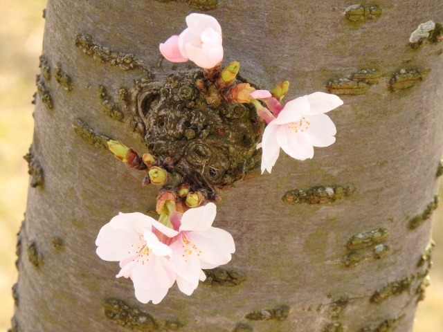 桜の花