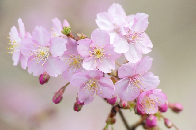 早咲き桜の特徴と種類 早咲き桜の名所の見頃も紹介 楽して楽しむガーデニング