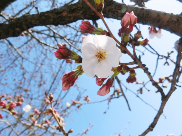 開花宣言