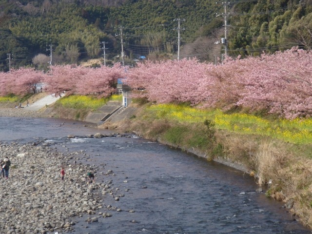 カワヅザクラ