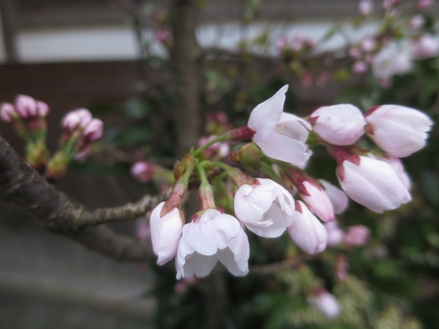 桜　三分咲き