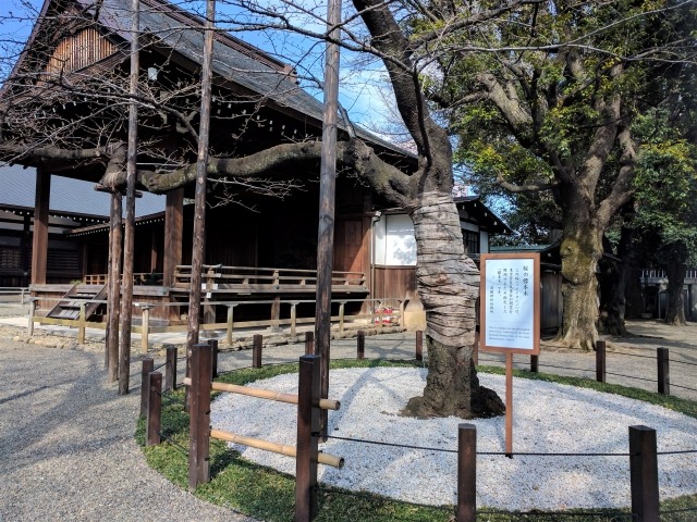 靖国神社の桜標本木