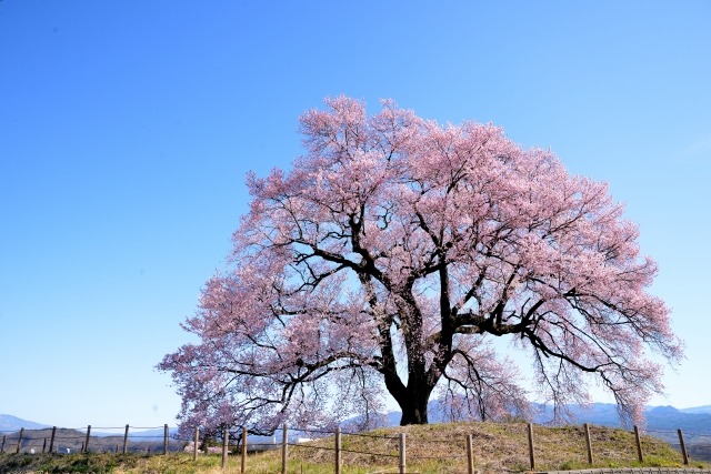 一本桜