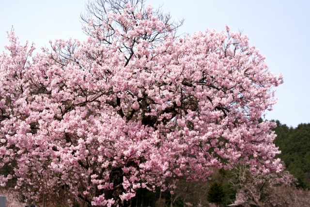 満開の桜の木