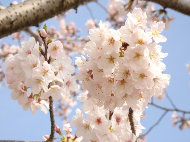 桜満開