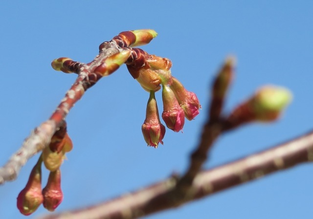 桜のつぼみ