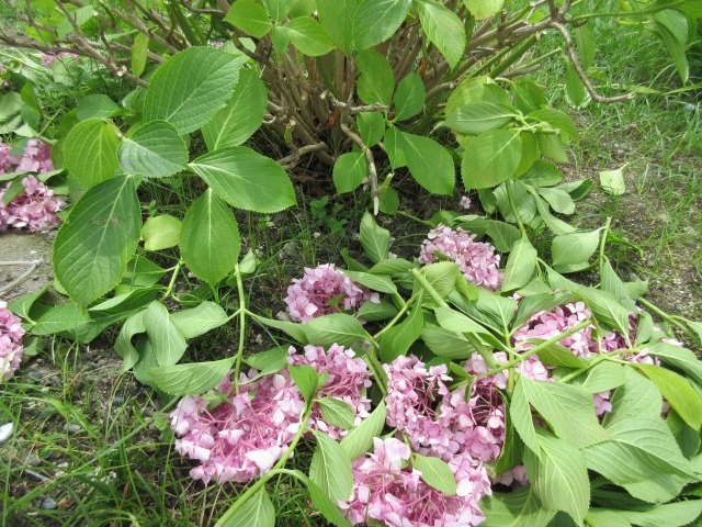 アジサイの花が咲かない原因は 翌年も花を咲かせるために知っておきたい剪定時期と方法 楽して楽しむガーデニング