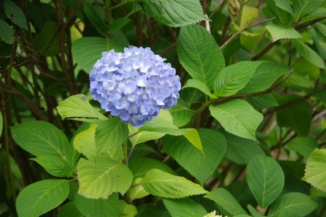 アジサイの花が咲かない原因は 翌年も花を咲かせるために知っておきたい剪定時期と方法 楽して楽しむガーデニング