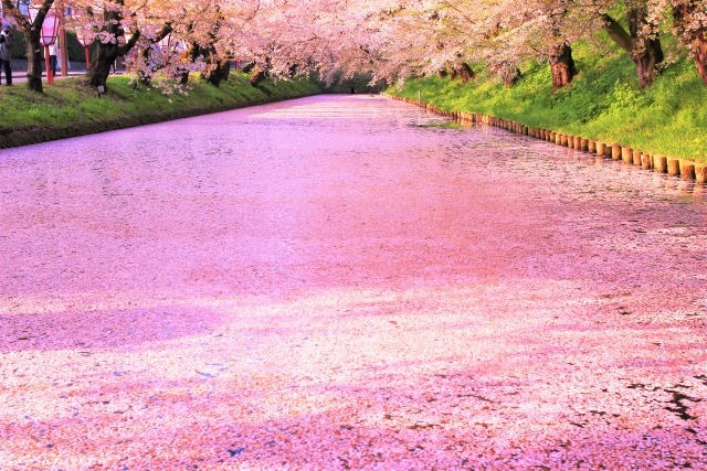 弘前公園の外濠の花筏