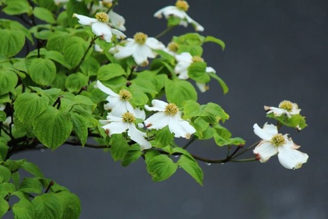 ハナミズキの花