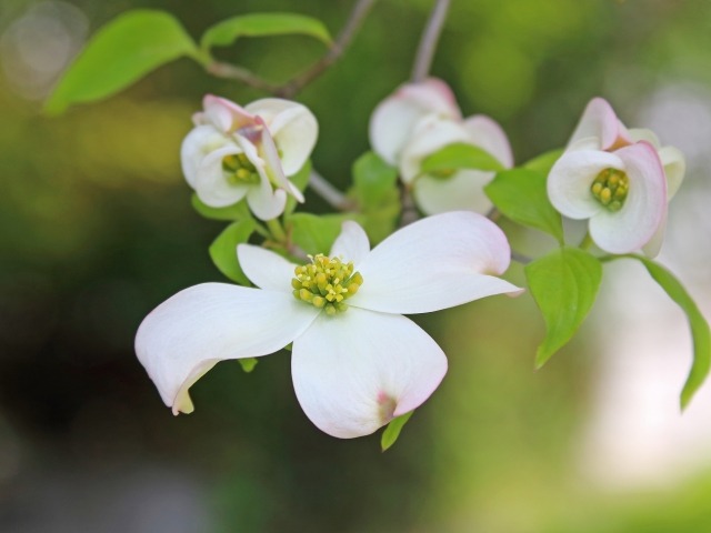 白いハナミズキの花