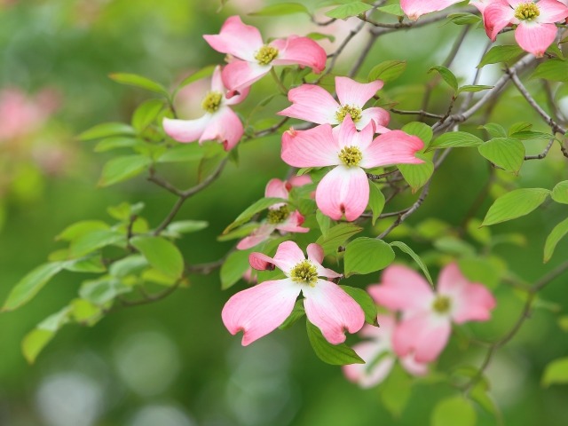 ハナミズキの花