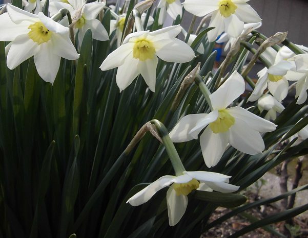 日本スイセンの花