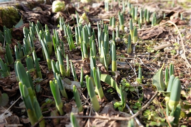 スイセンの発芽