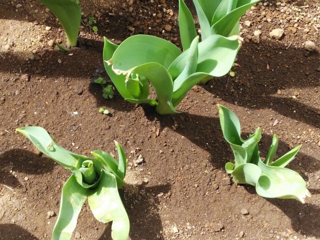 チューリップの花が咲かない理由は球根の成長不足 来年花を咲かせる方法は 楽して楽しむガーデニング