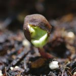 アサガオの発芽