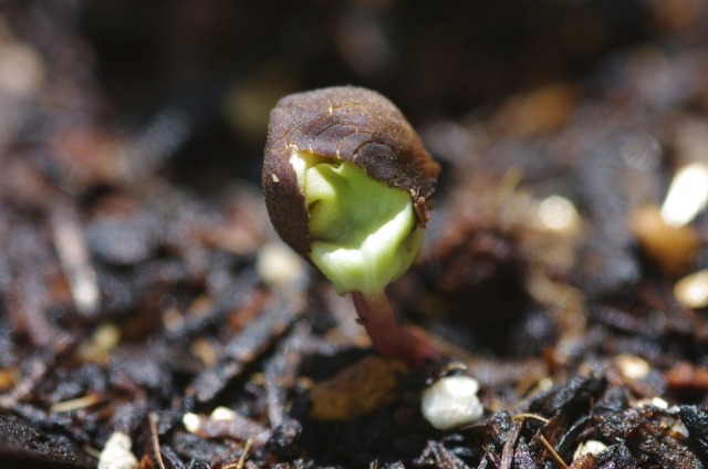 朝顔の芽が出ないのはどうして 考えられる5つの原因と対処法 楽して楽しむガーデニング